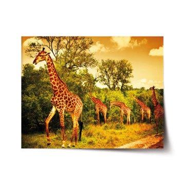 Plakát Žirafy