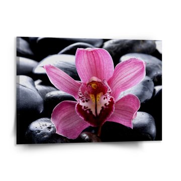 Obraz Ružová orchidea