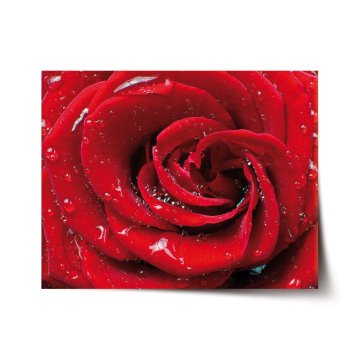 Plakát Ruža