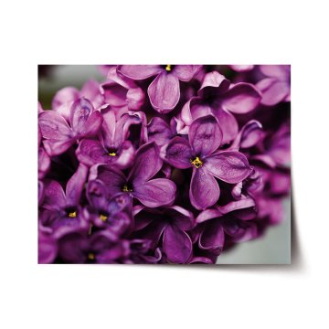 Plakát Fialové kvety