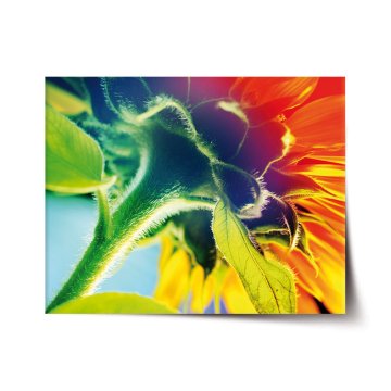 Plakát Dúhový kvet