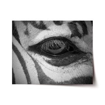 Plakát Oko zebry