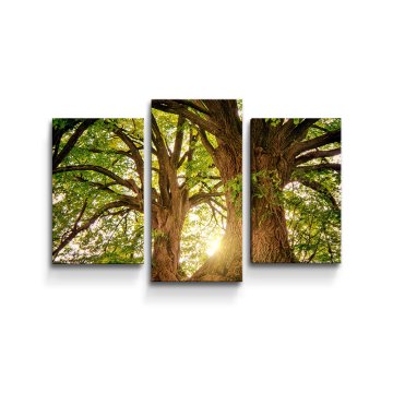 Obraz - 3-dílný Stromy