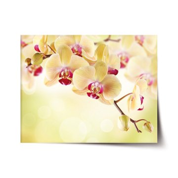 Plakát Orchidea 2
