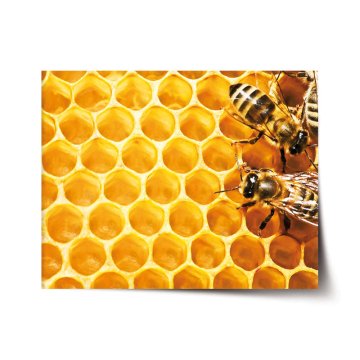 Plakát Včely