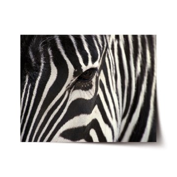 Plakát Detail zebry