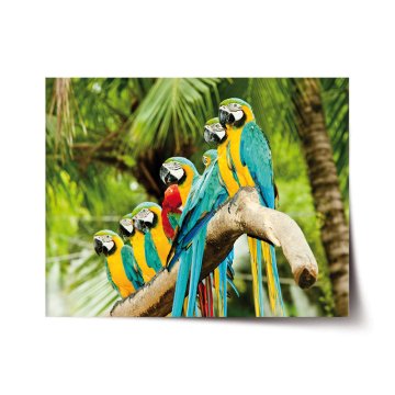 Plakát Papagáje na konári