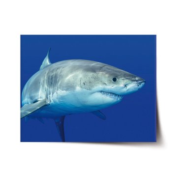 Plakát Žralok