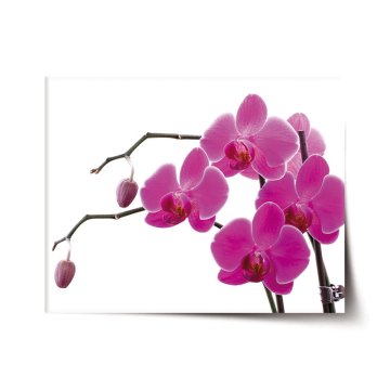 Plakát Fialové orchidey