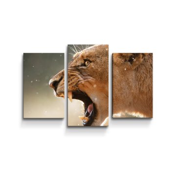 Obraz - 3-dílný Rozzuřená lvice