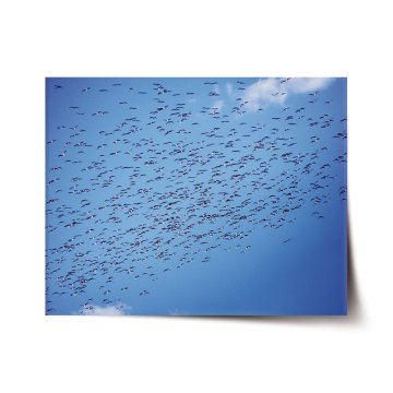 Plakát Kŕdeľ vtákov