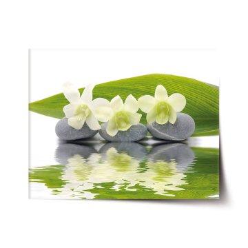 Plakát Biela orchidea