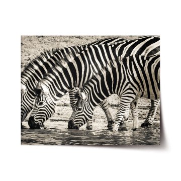 Plakát Zebry pri vode