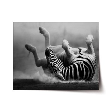 Plakát Váľajúca sa zebra