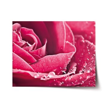 Plakát Detail ruže