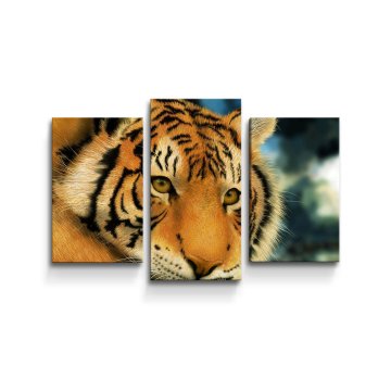 Obraz - 3-dílný Tygr