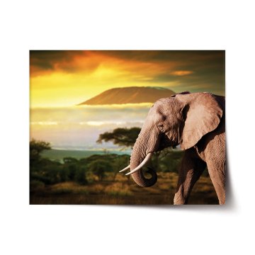 Plakát Slon z profilu
