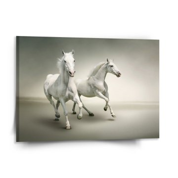 Obraz Dva biele koňe