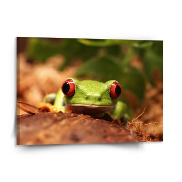 Obraz Zelená žaba