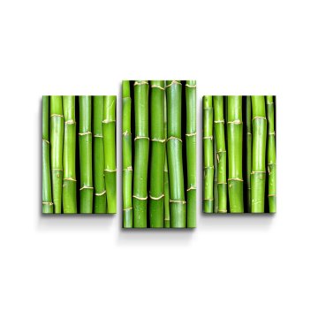 Obraz - 3-dílný Bambus