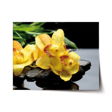 Plakát Žlté orchideje