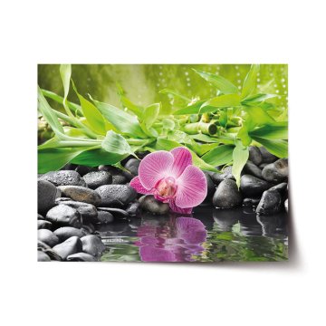Plakát Ružová orchidea
