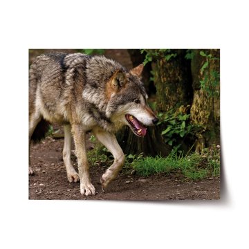 Plakát Vlk