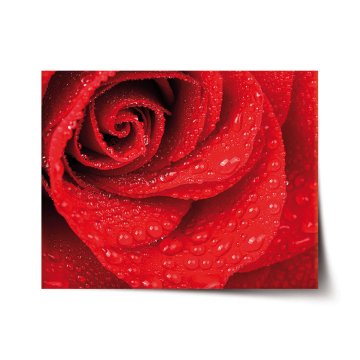 Plakát Kvet ruže