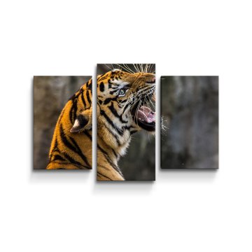 Obraz - 3-dílný Řvoucí tygr