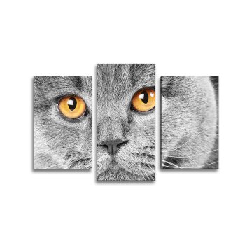 Obraz - 3-dílný Kočičí pohled