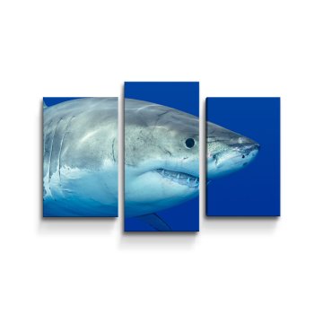 Obraz - 3-dílný Žralok