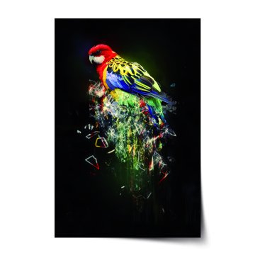 Plakát Farebný papagáj
