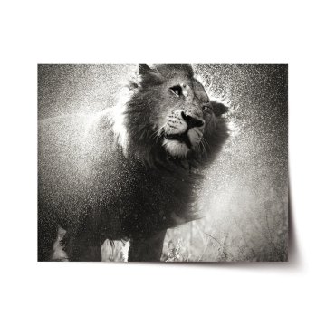 Plakát Mokrý lev