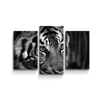 Obraz - 3-dílný Černobílý tygr