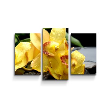 Obraz - 3-dílný Žluté orchideje
