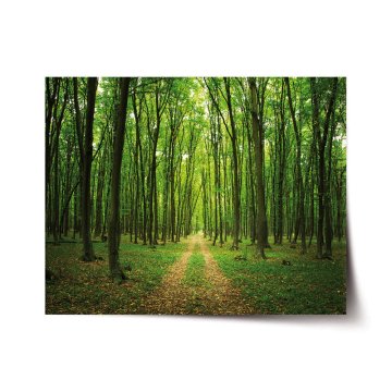 Plakát Cesta v lese