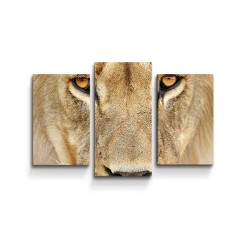 Obraz - 3-dílný Pohled lvice