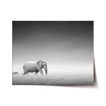 Plakát Slon a zebra
