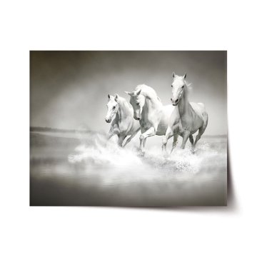 Plakát Biele kone