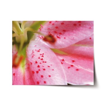 Plakát Kvet tulipánu