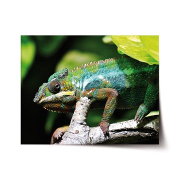 Plakát Chameleón