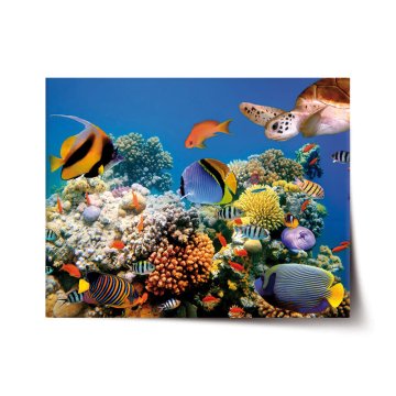 Plakát Korálový útes