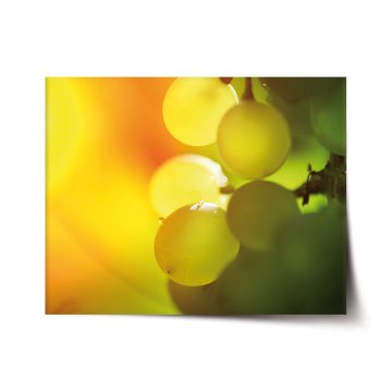 Plakát Hroznové víno