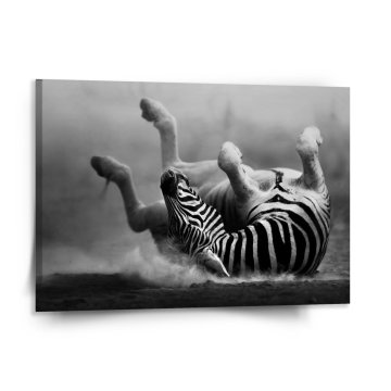 Obraz Váľajúca sa zebra