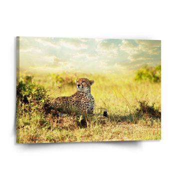 Obraz Gepard
