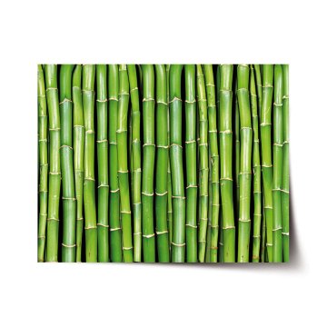 Plakát Bambus