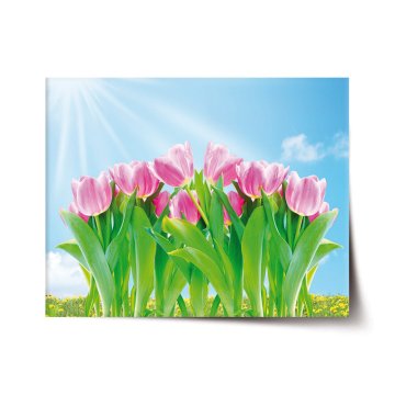 Plakát Ružové tulipány
