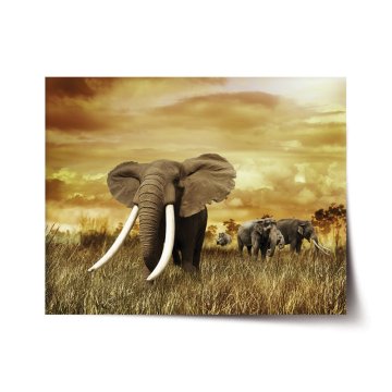 Plakát Slon Africký