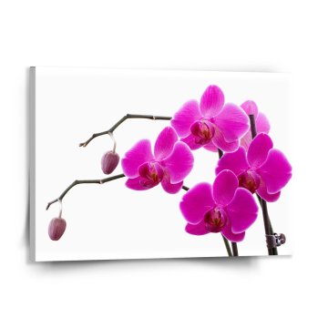 Obraz Fialové orchidey
