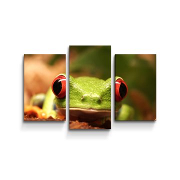 Obraz - 3-dílný Zelená žába